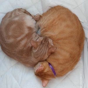 Meet your Posher, Lea